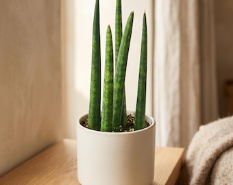 A Dark Green Fan Shaped Sansevieria Cylindrica 'fernwood Mikado' Plant in a  4 Inch Pot. - Etsy