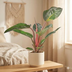Philodendron ‘Congo Rojo’ - Bold Foliage, Easy Care Houseplant