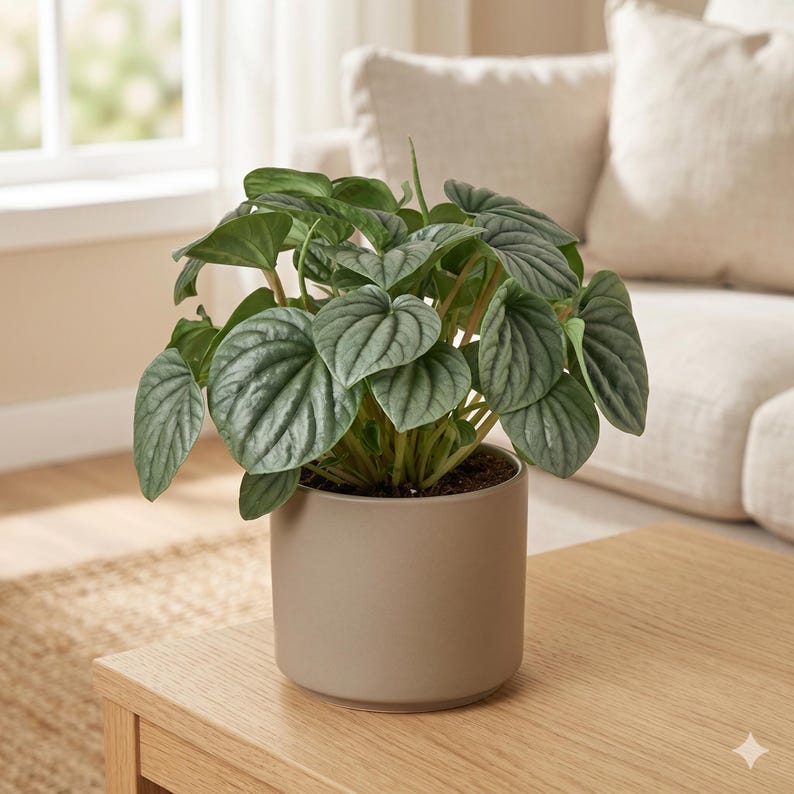 Austin Jungle Co. Peperomia Frost - Thumbnail 5