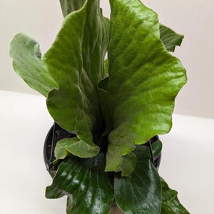 Elephant Ear Staghorn Fern – Rare Platycerium elephantotis | Broad Shield Fronds & Bold Texture | Tropical Indoor or Patio Plant