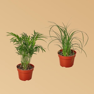 2 Palm Variety Pack / 4&quot; Pots / Live Plant / House Plant