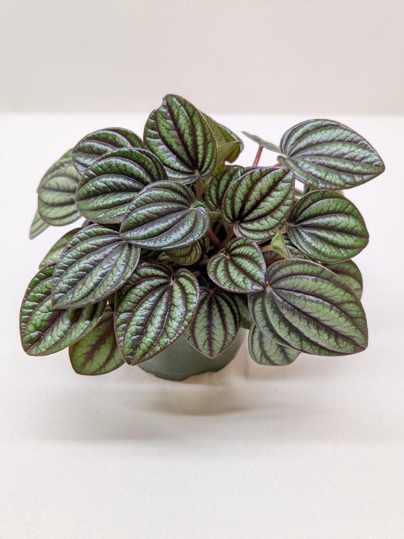 Austin Jungle Co. Peperomia Piccolo Banda - Thumbnail 2