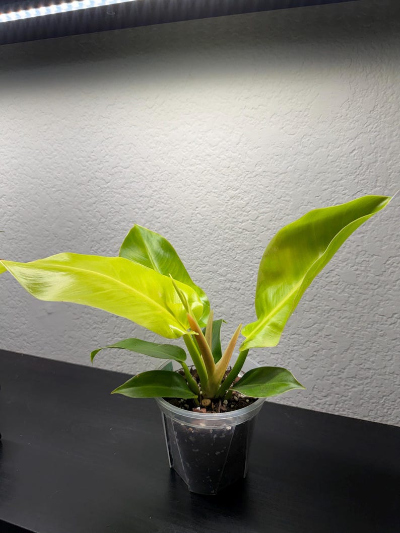 Austin Jungle Co. Philodendron Moonlight - Thumbnail 3