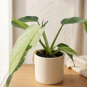 plant waves Buy the Original PlantWave Device
