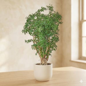 May include: A lush green plant with delicate, feathery leaves in a white ceramic pot. The plant sits on a light wood surface, with a neutral-toned wall in the background. The plant is a houseplant, adding a touch of nature to the interior.