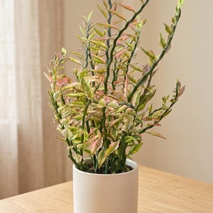 May include: A potted plant with slender, green stems and variegated leaves in shades of green, pink, and cream. The plant is in a white, cylindrical ceramic pot, sitting on a light-colored wooden surface.