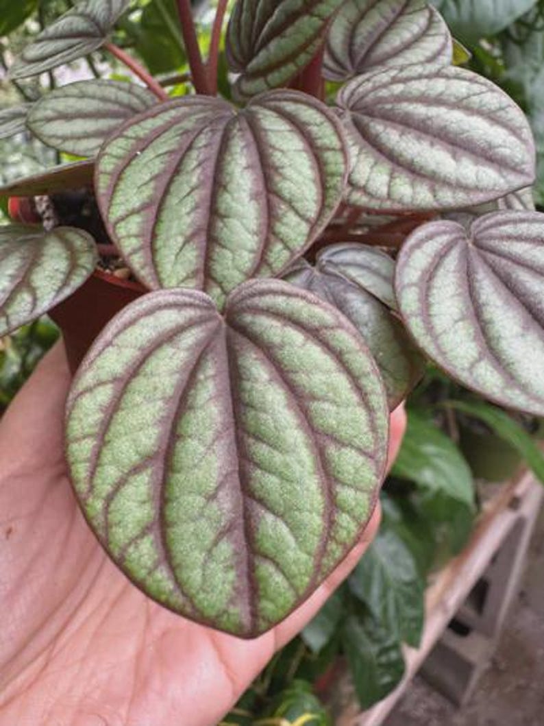 Austin Jungle Co. Peperomia Piccolo Banda - Thumbnail 4