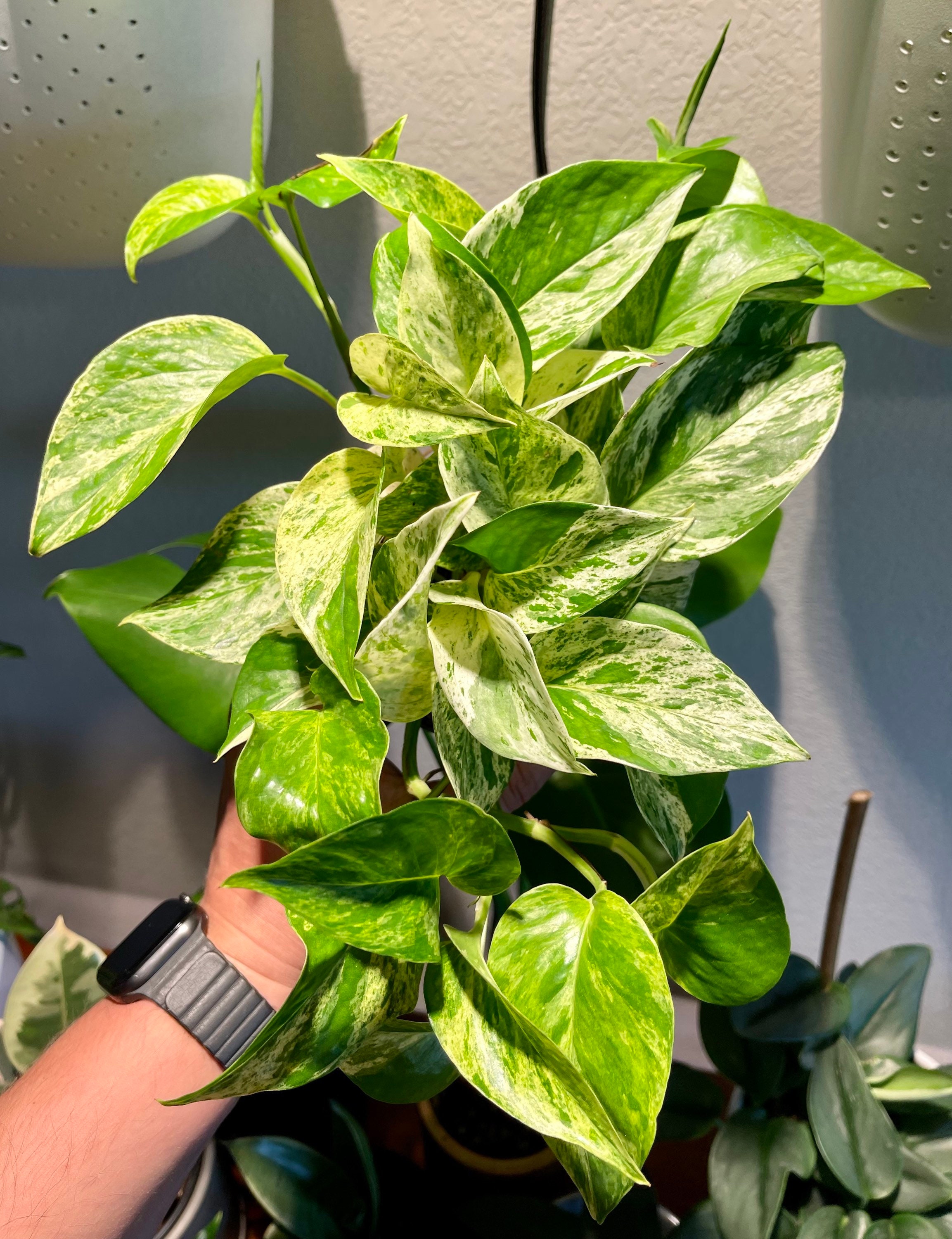Marble Queen Pothos Unrooted Cutting and 3.5 Pots Etsy