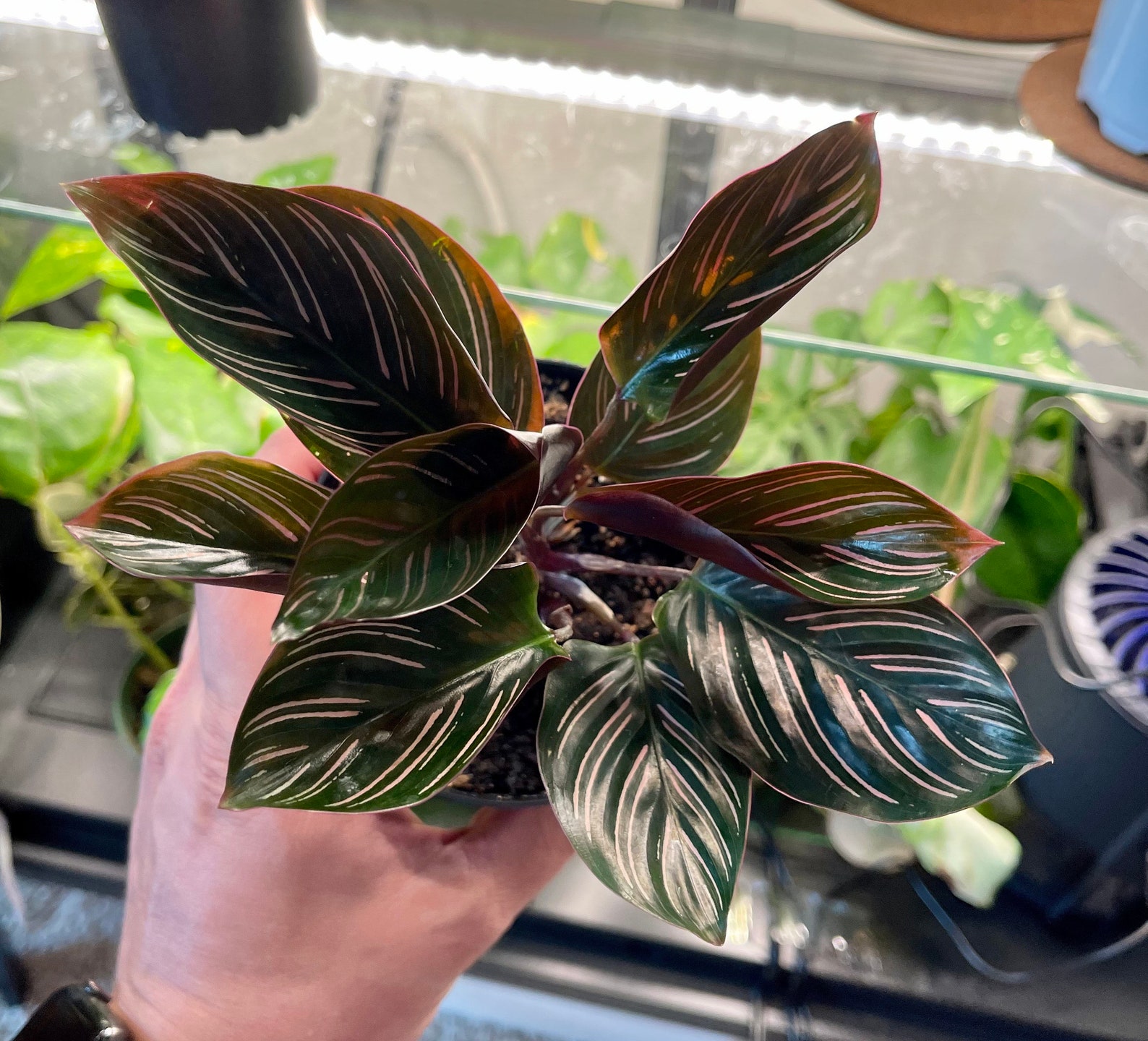 4 Calathea  Pinstripe Calathea  Ornata Rare  Plant Etsy