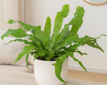 Exotic Crocodile Fern: Textured Tropical Houseplant for Humidity-Loving Plant Collectors