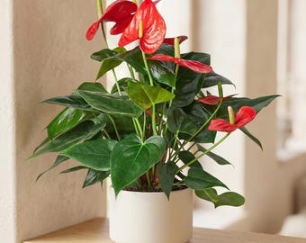 Red Anthurium - Anthurium andraeanum - Striking Blooms, Long-Lasting Color