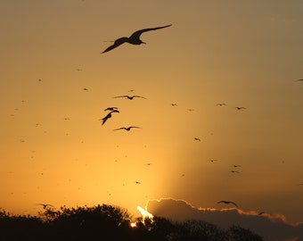 Impresión del amanecer de Galápagos: Fotografía de fragatas, edición limitada