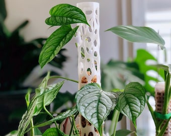 Op de afbeelding: Een witte plastic mospaal met een traliewerkontwerp wordt gebruikt om een ​​kamerplant met grote, groene bladeren te ondersteunen. De plant groeit in een terracotta pot.