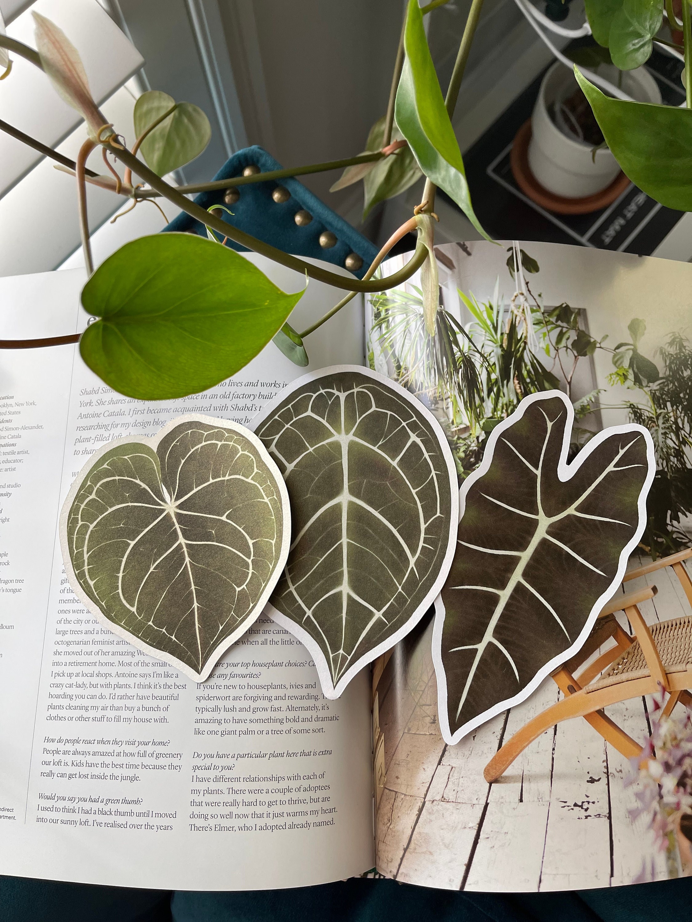 Anthurium forgetii - Etsy 日本 Anthurium forgetii - Etsy 日本