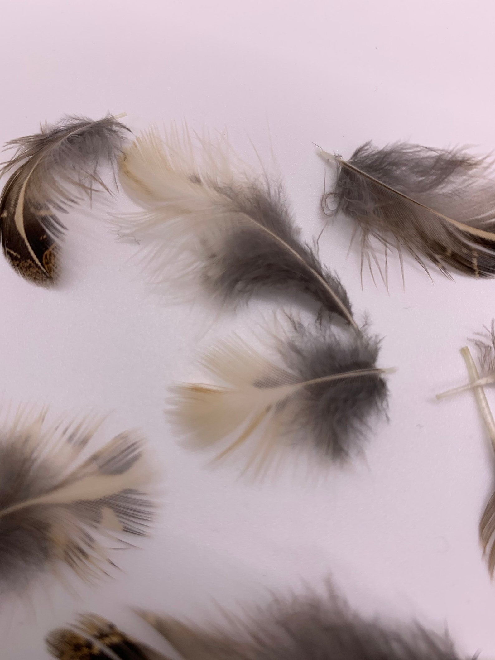 30 Quail feathers for fly fishing and crafts Etsy