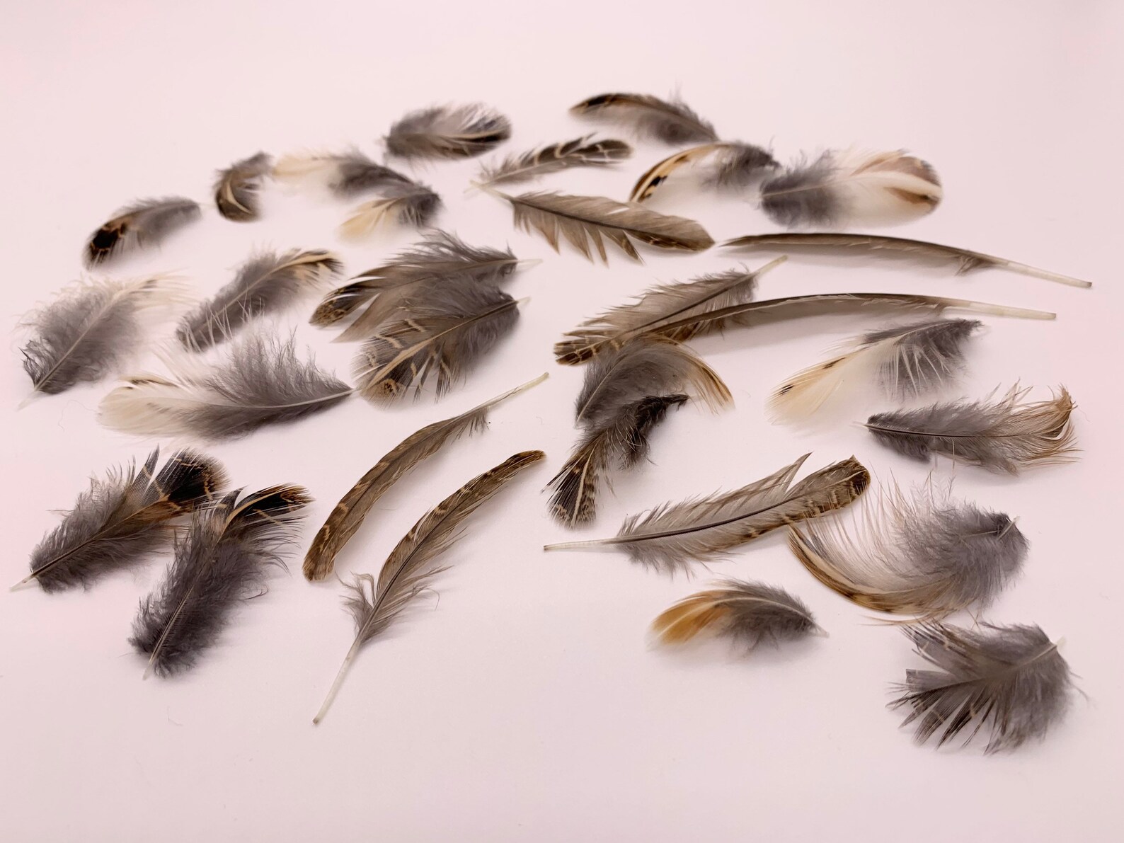 30 Quail feathers for fly fishing and crafts Etsy