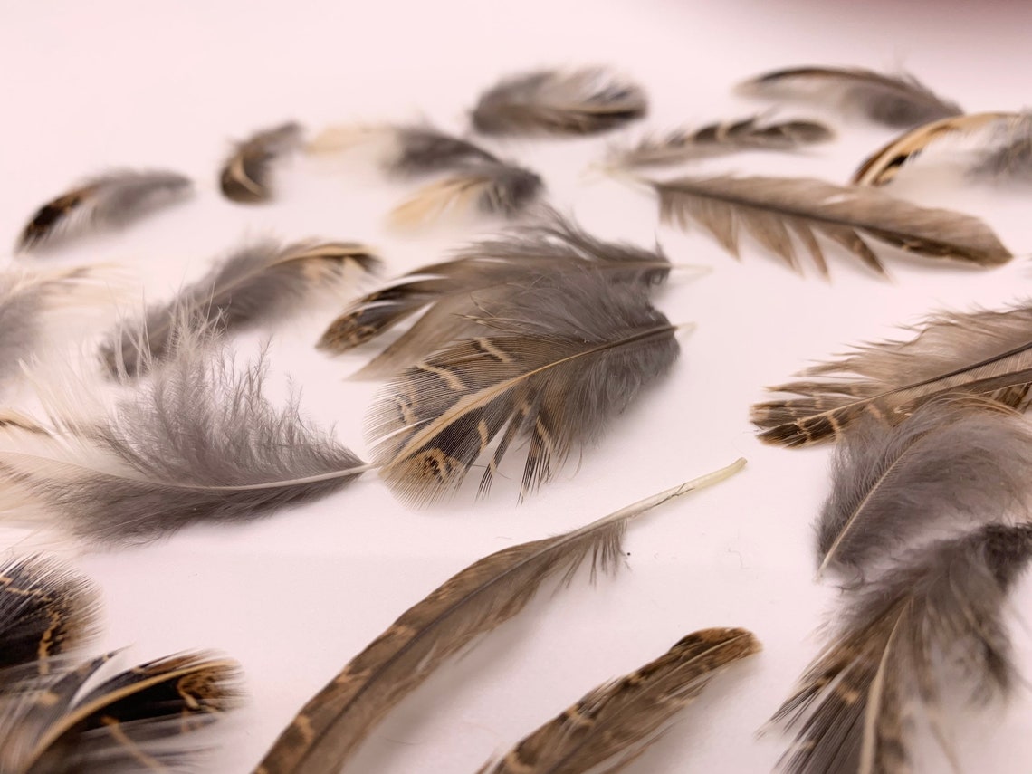 30 Quail feathers for fly fishing and crafts Etsy