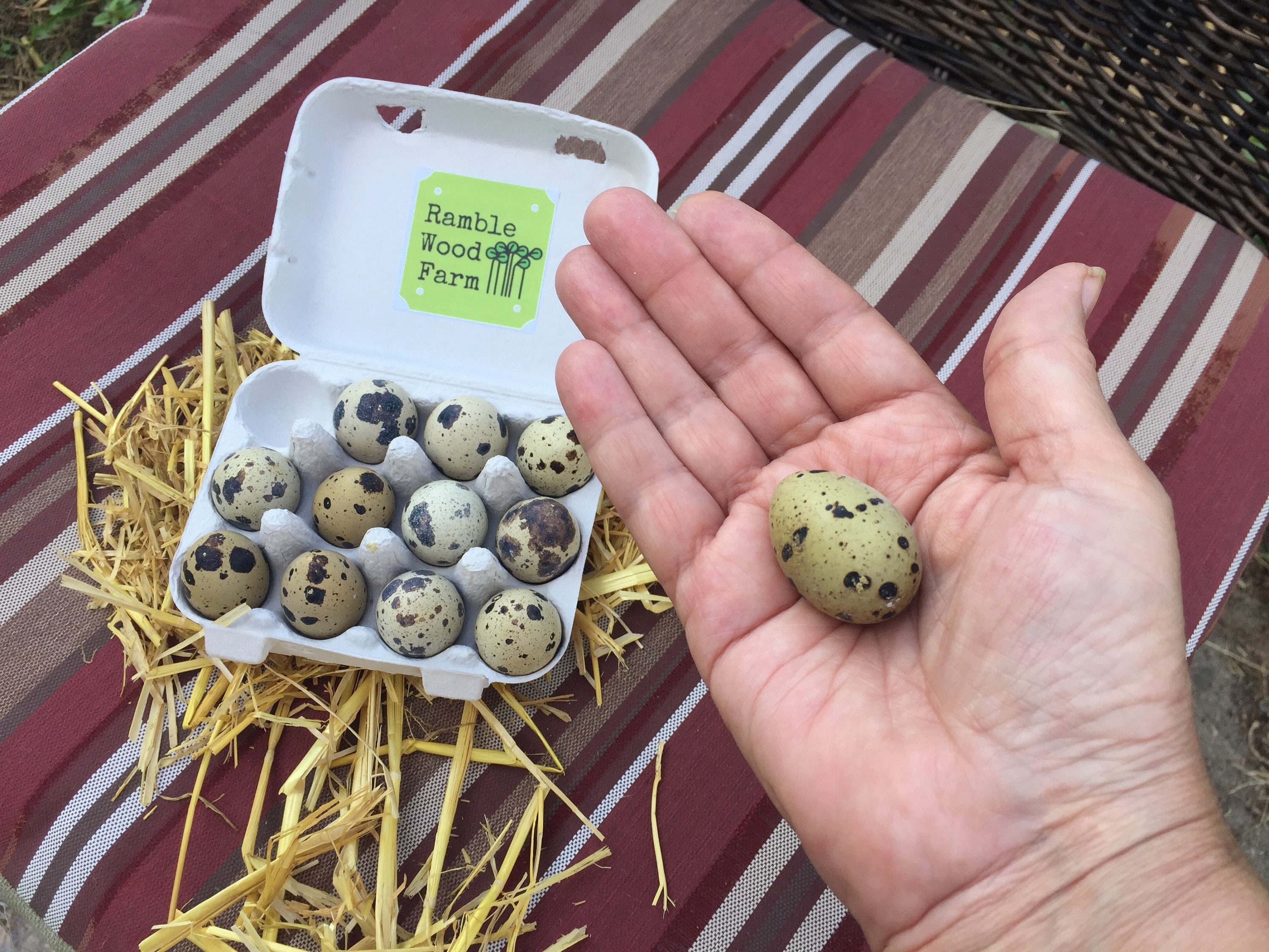 One dozen quail eggs for eating farm fresh quail eggs Etsy