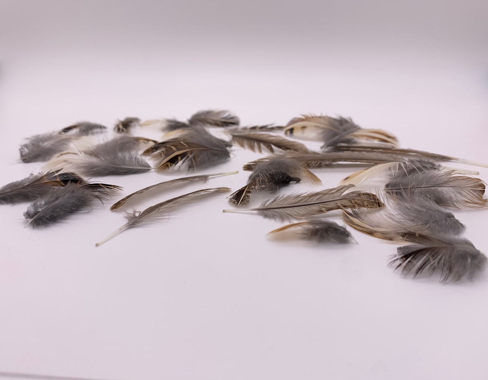 30 Quail feathers for fly fishing and crafts Etsy