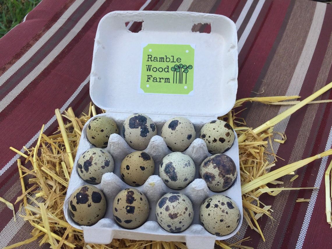 One dozen quail eggs for eating farm fresh quail eggs Etsy