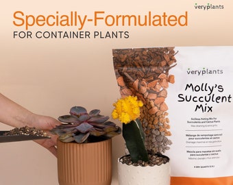 Molly's Succulent Mix - Premium Gritty Soilless Potting Mix for Succulents, Cactus and Bonsai - 5 Dry Quarts / 5.5L