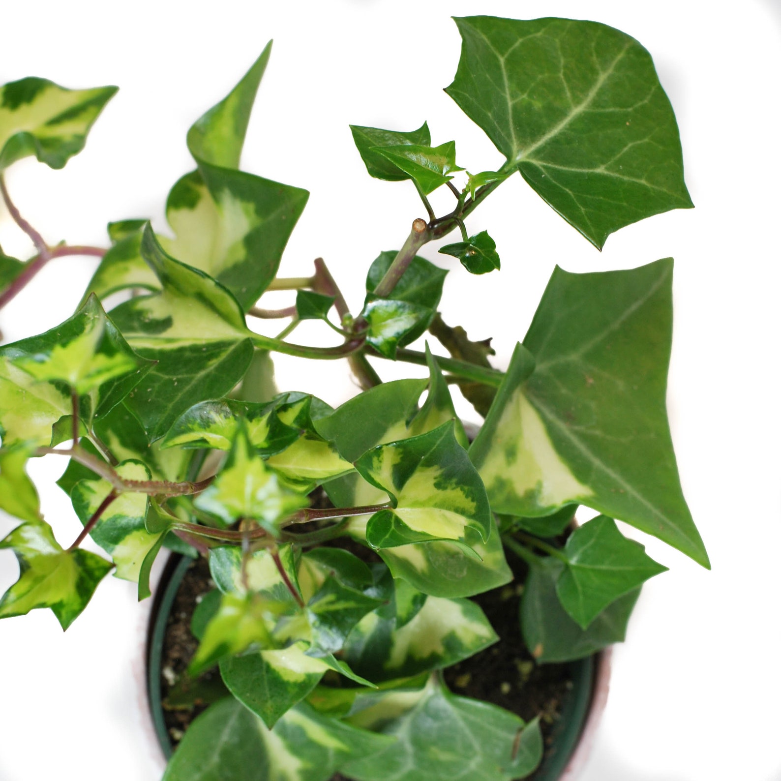 Senecio Macroglossus Variegated Wax Ivy Plant Indoor and Etsy