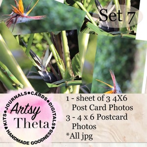 Post Card Photo Fronts Set 7 - White Bird Of Paradise, Gold Dust Day Gecko en Orange Bird Of Paradise