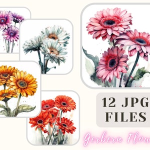 Colorful Gerbera Flowers Collection 12 JPG Watercolor Gerbera Illustration Art Crafting Bundle Digital Paper Scrapbooking Commercial Use