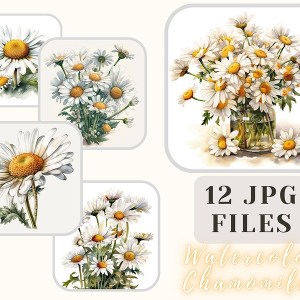 Chamomiles Watercolor Collection 12 JPG Files Chamomile Illustration ClipArt Crafting Bundle Digital Paper Scrapbooking Commercial Use