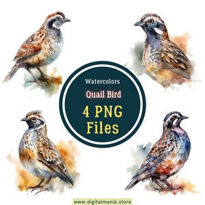 Watercolor Quail Bird PNG - Transparent background - Quail Birds Clip Art PNG - Crafting Bundle Watercolor Birds Scrapbooking Commercial Use