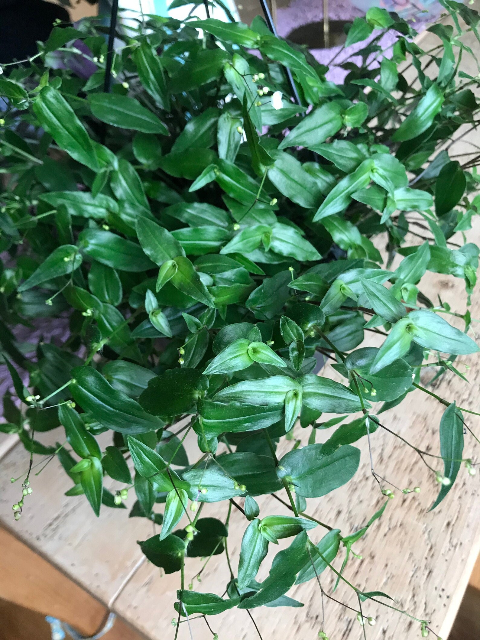 Tradescantia Bridal Veil Rooted Cuttings Etsy