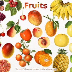 Vintage fruit collection | 86 illustrations | digital download  | 86 PNGs
