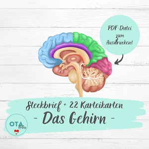 Op de afbeelding: Een kleurrijke illustratie van de menselijke hersenen met verschillende gelabelde secties. De afbeelding bevindt zich op een witte houten achtergrond met de tekst "PDF-Datei zum Ausdrucken!" en "Steckbrief + 22 Karteikarten - Das Gehirn -" in een turquoise doos.