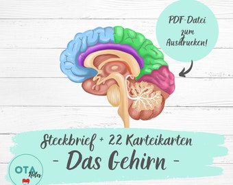 DAS GEHIRN Lernzettel + Karteikarten - Pflege Anatomie Physiologie Neurologie Pflegefachfrau OTA Mfa Lernkarten digital pdf