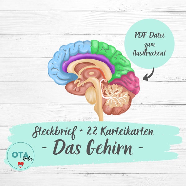 DAS GEHIRN Lernzettel + Karteikarten - Pflege Anatomie Physiologie Neurologie Pflegefachfrau OTA Mfa Lernkarten digital pdf