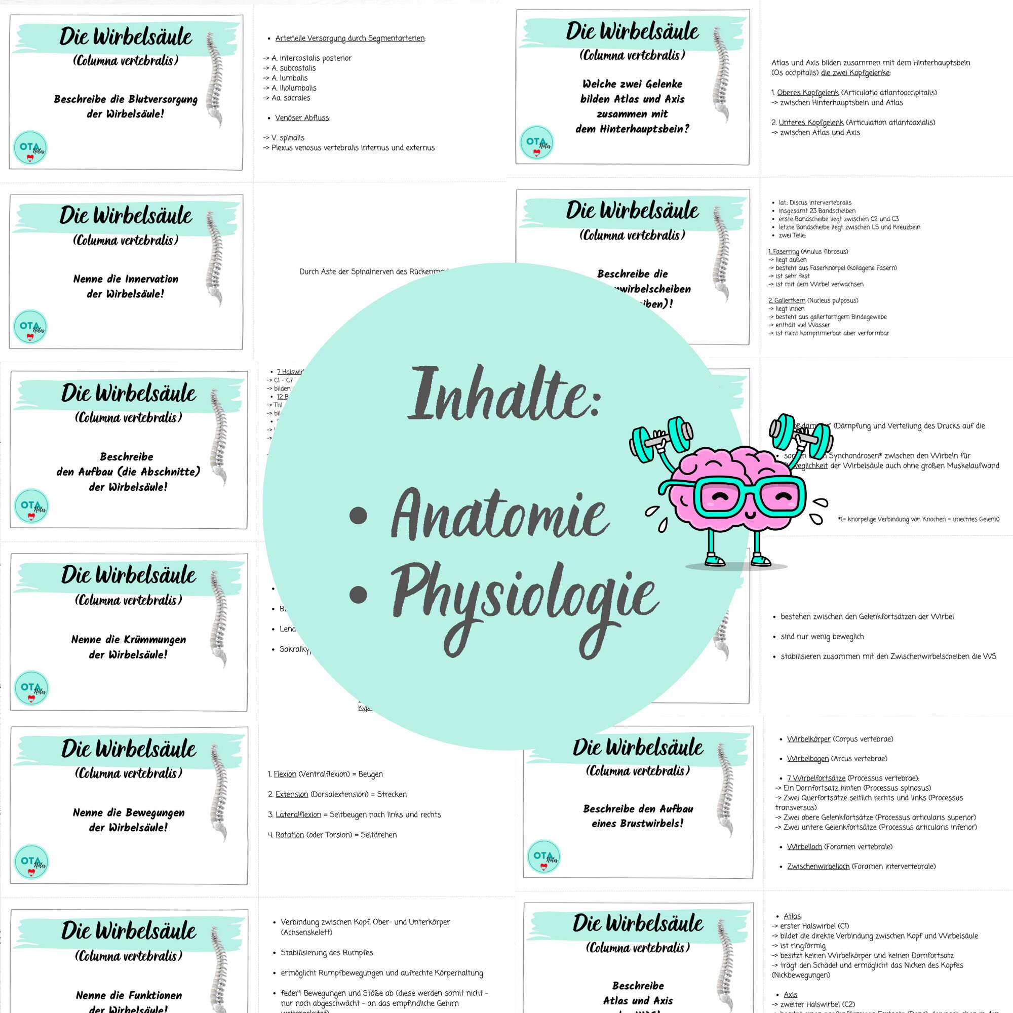 THE SPINE Learning Sheets Flashcards Care Anatomy Physiology Medicine