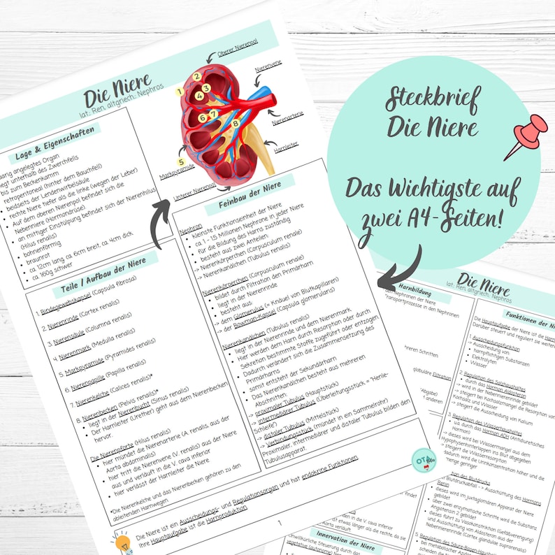 EL RIÑON hojas de aprendizaje flashcards enfermería anatomía fisiología ...