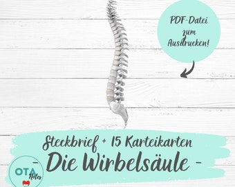 DIE WIRBELSÄULE Lernzettel + Karteikarten - Pflege Anatomie Physiologie Medizin Knochen Gelenke Pflegeausbildung Lernkarten digital pdf