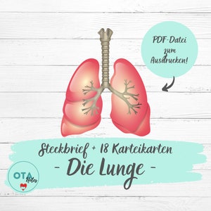 DIE LUNGE Anatomie Lernzettel + Karteikarten - Pflege OTA Ausbildung Atmungssystem Pulmologie Pneumologie Ata Mfa Lernkarten digital