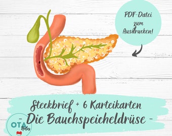 DIE BAUCHSPEICHELDRÜSE Lernzettel + Karteikarten - Pflege Anatomie Physiologie Medizin Pflegefachfrau OTA Mfa Lernkarten digital pdf