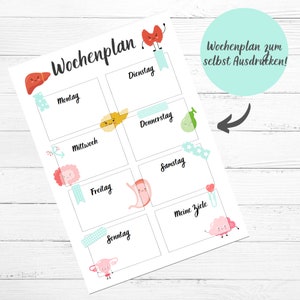 Weekly plan anatomy OTA OP nursing nursing nurse medicine training nursing training to print digital PDF