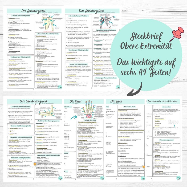 May include: A colourful study guide for the upper limb, featuring anatomical illustrations and text in German. The guide covers the shoulder girdle, shoulder joint, elbow joint, and hand. The title reads "Steckbrief Obere Extremitat Das Wichtigste auf sechs A4-Seiten!"