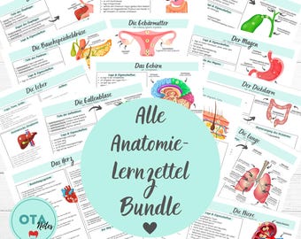 XXL Anatomy Learning Sheet Bundle – Physiology Medicine Nursing Training OTA Mfa Nursing Learning Cards tms
