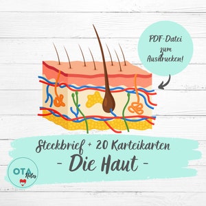 DE HUID Anatomie Studiebladen + Flashcards - Verpleegkunde OTA Training Dermatologie Verpleegkundig Specialist Mfa Ata Studiekaarten digitaal pdf
