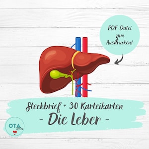 DIE LEBER Anatomie Lernzettel + Karteikarten - Pflege Medizin OTA Mfa Ata Lernkarten Physiologie digital pdf