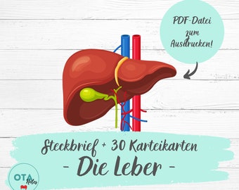 DIE LEBER Lernzettel + Karteikarten - Anatomie Physiologie Medizin OTA Mfa Pflege Lernkarten Lernzettel digital pdf