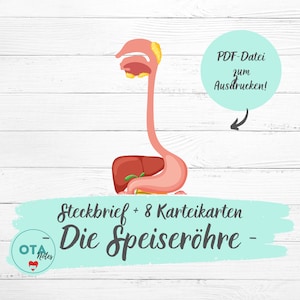 DIE SPEISERÖHRE Anatomie Lernzettel + Karteikarten - Pflege Medizin Pflegefachfrau OTA Mfa Lernkarten digital pdf