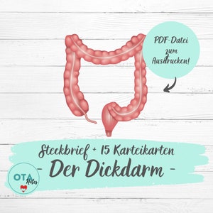 Hoja de estudio de anatomía del colon + tarjetas didácticas - Formación de enfermería OTA, MFA, ATA, tarjetas didácticas, guion de aprendizaje digital (PDF)