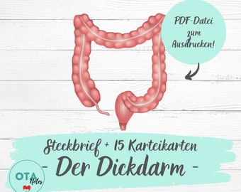 Notas de estudio y tarjetas de estudio sobre la anatomía del intestino grueso - Formación de enfermería OTA, MFA, ATA, tarjetas de aprendizaje, guion de aprendizaje, PDF digital