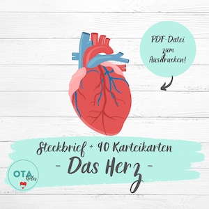 DAS HERZ Lernzettel + Karteikarten - Pflege Anatomie Physiologie Medizin Pflegefachfrau OTA Mfa Lernkarten digital pdf